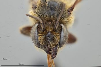 Media type: image;   Entomology 793948 Aspect: head frontal view